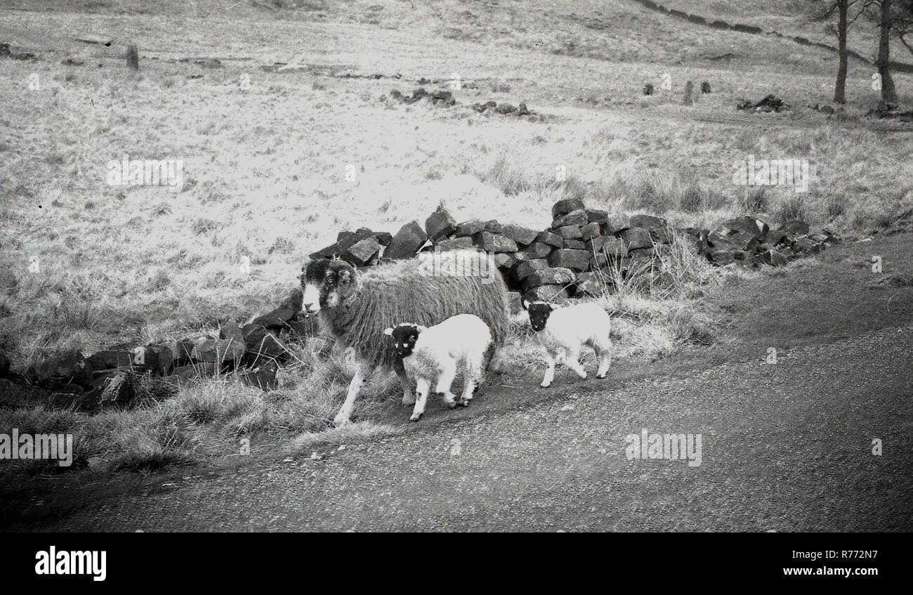 1950s, une femelle de mouton gris, une brebis, avec ses deux agneaux blancs sur une bordure herbeuse à côté d'une ruelle de campagne, Peak District, Angleterre, Royaume-Uni. Banque D'Images