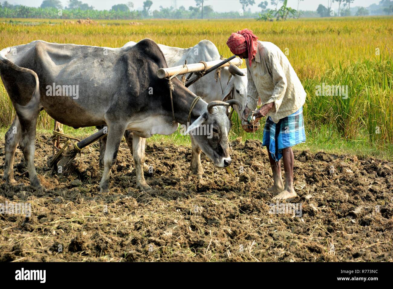 Un agriculteur indien prépare ses bœufs pour labourer, labourer son champ, terre d'un côté près des champs de riz à l'arrière-plan Banque D'Images