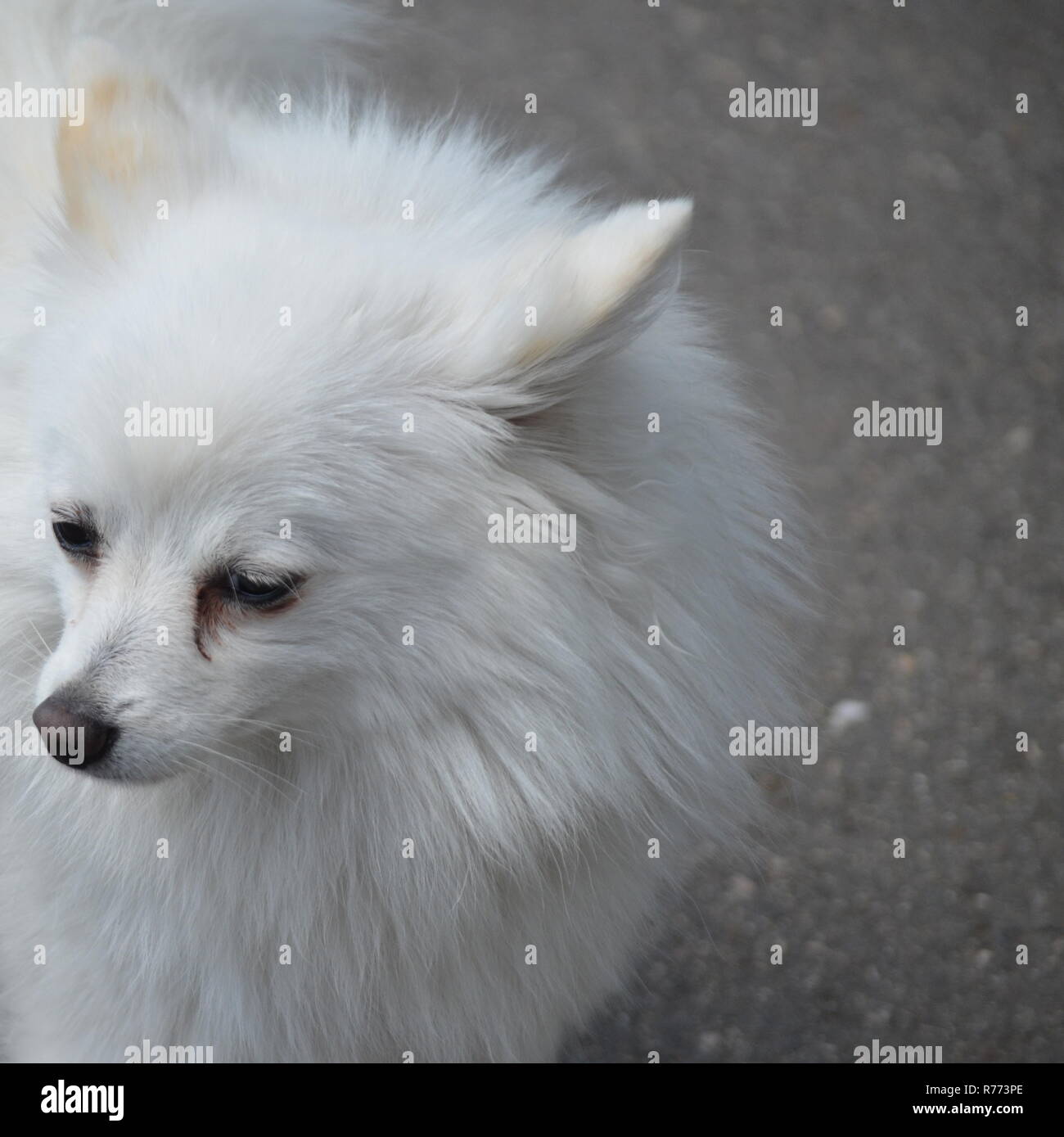 Un chien blanc - Détail de la tête Banque D'Images