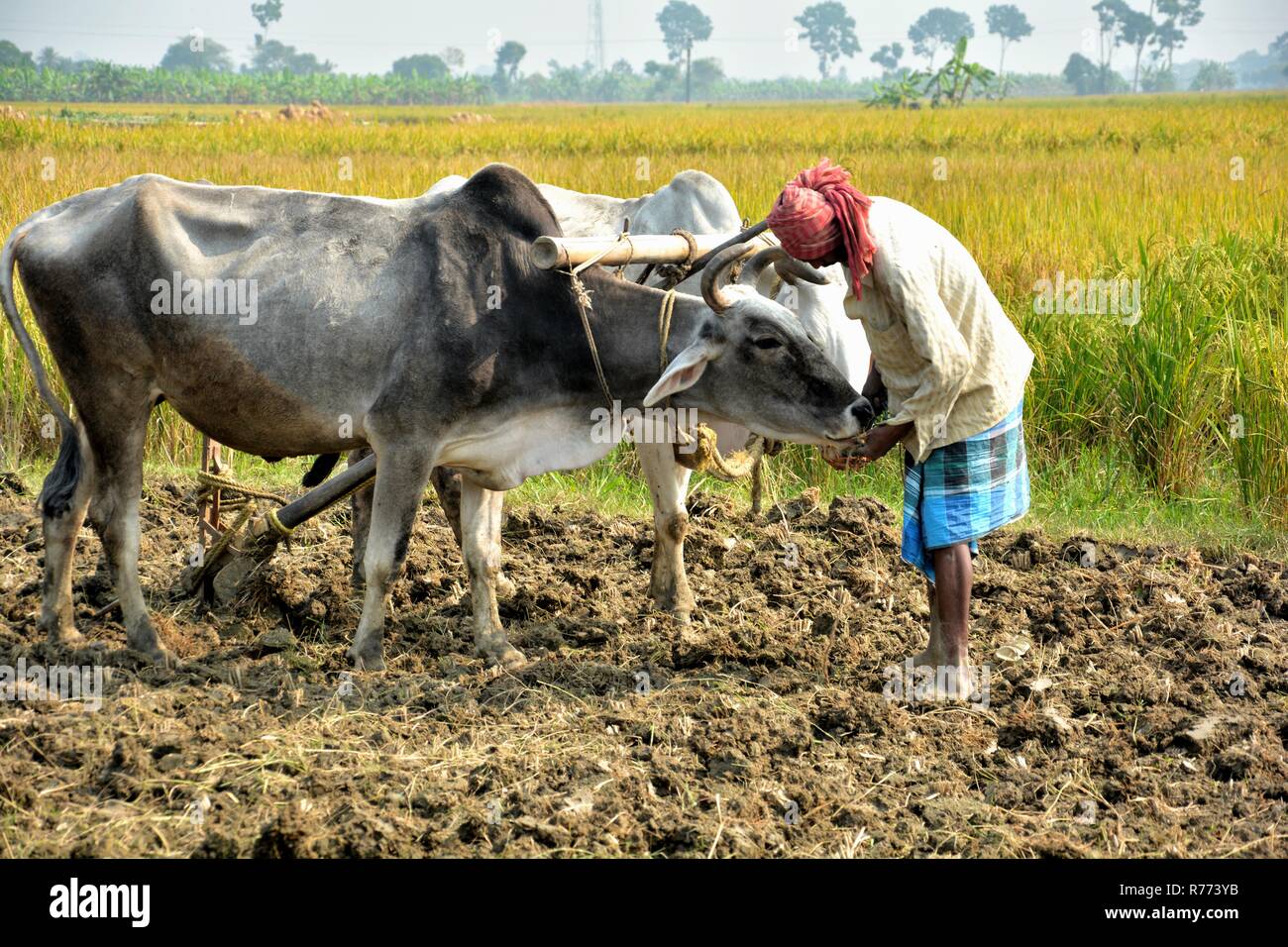 Un agriculteur indien prépare ses bœufs pour labourer, labourer son champ, terre d'un côté près des champs de riz à l'arrière-plan Banque D'Images