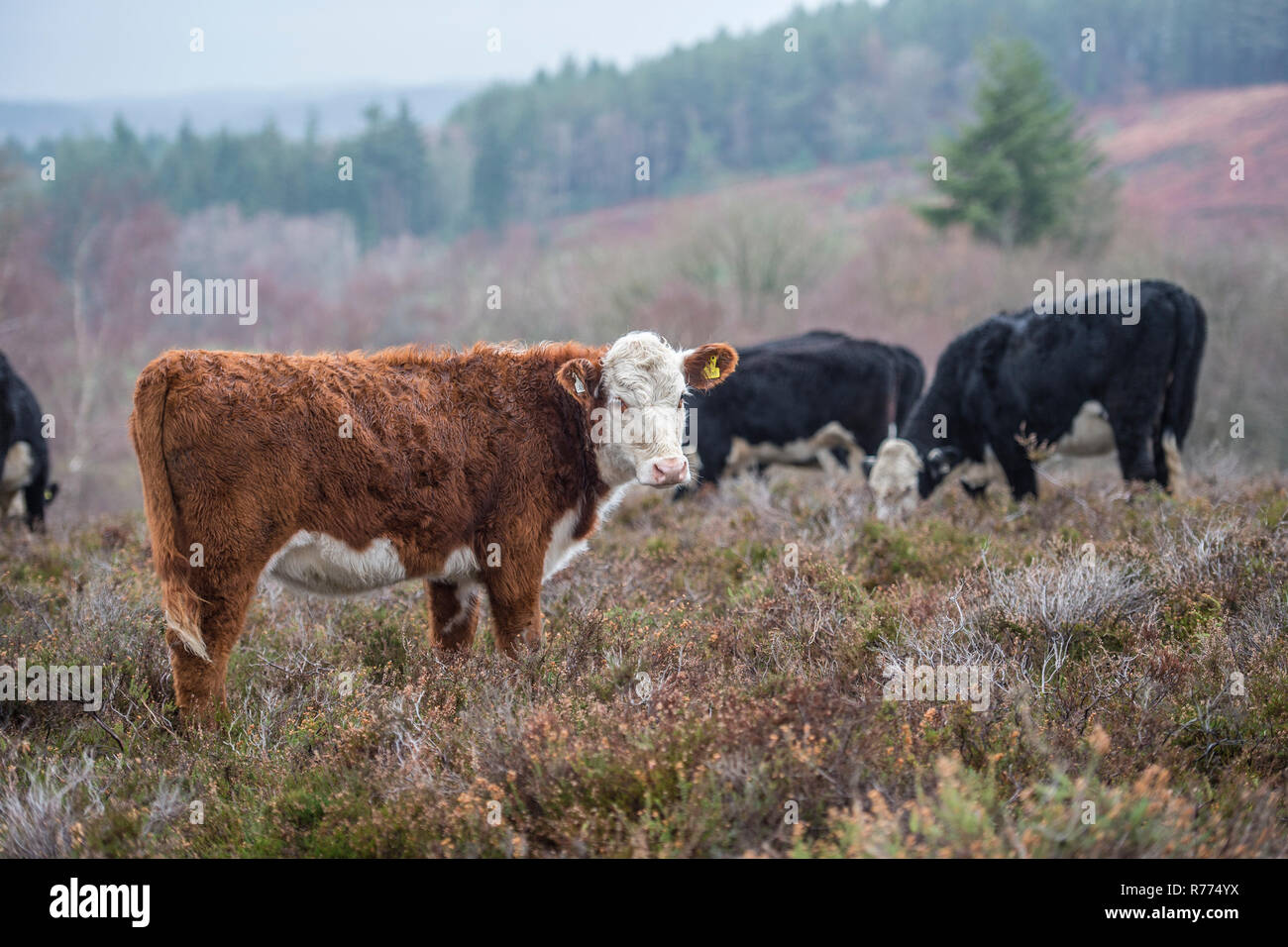 Les bovins de boucherie dans la nouvelle forêt UK Banque D'Images