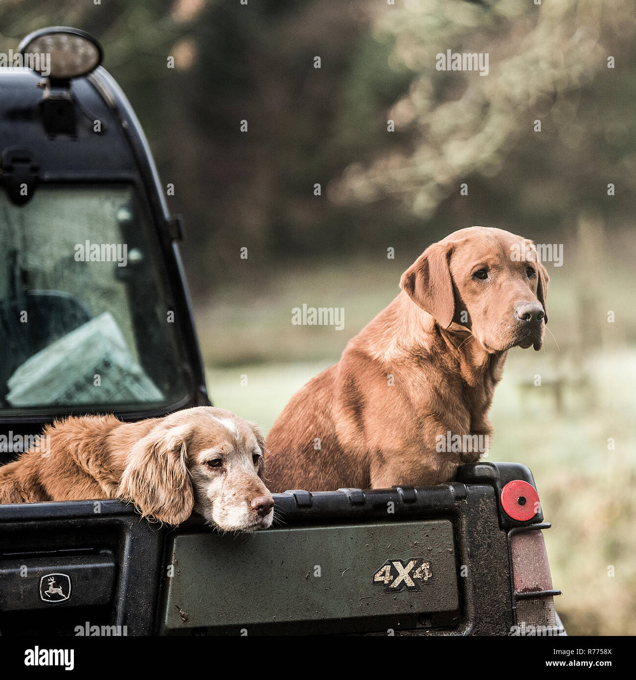 Labrador et spaniel chiens en attente de propriétaire Banque D'Images