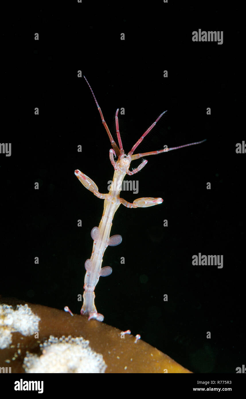 Caprelles ou ghost shrimp (Caprella linearis), mer Blanche, la Carélie, de l'Arctique, Russie Banque D'Images