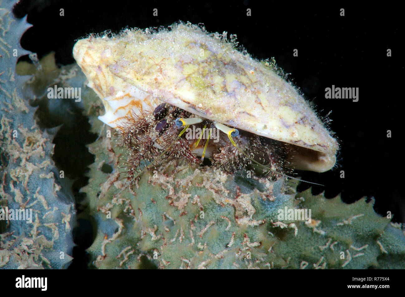 L'ermite de l'anémone (Dardanus pedunculatus), la mer de Bohol, Philippines Banque D'Images