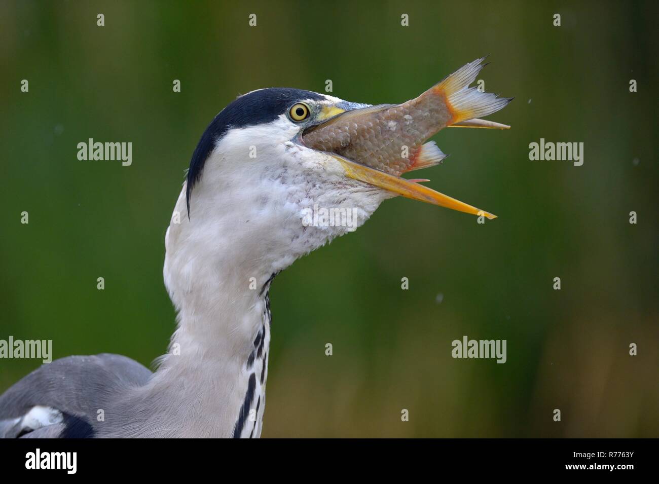 Héron cendré (Ardea cinerea), dévorant sa proie, le Parc National Kiskunság, Hongrie Banque D'Images