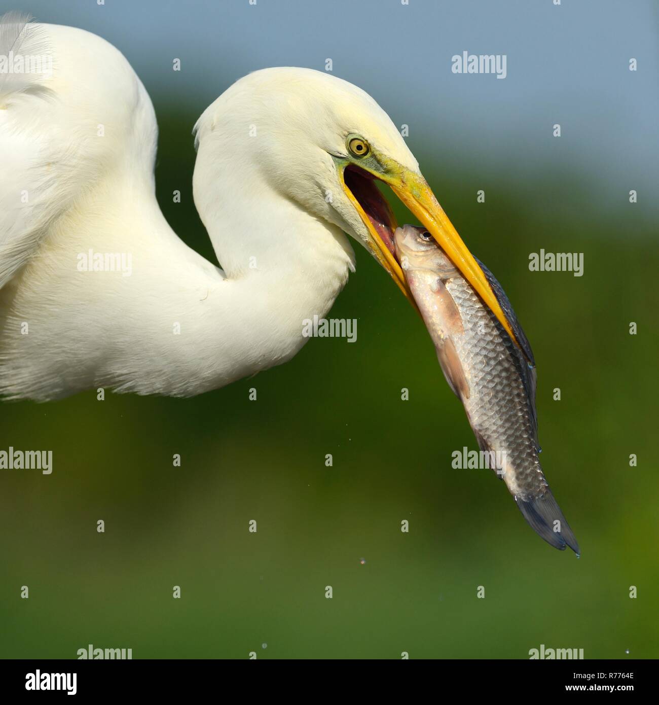 Grande Aigrette (Ardea alba) portrait, dévorant sa proie, le Parc National Kiskunság, le sud-est de la Hongrie, Hongrie Banque D'Images