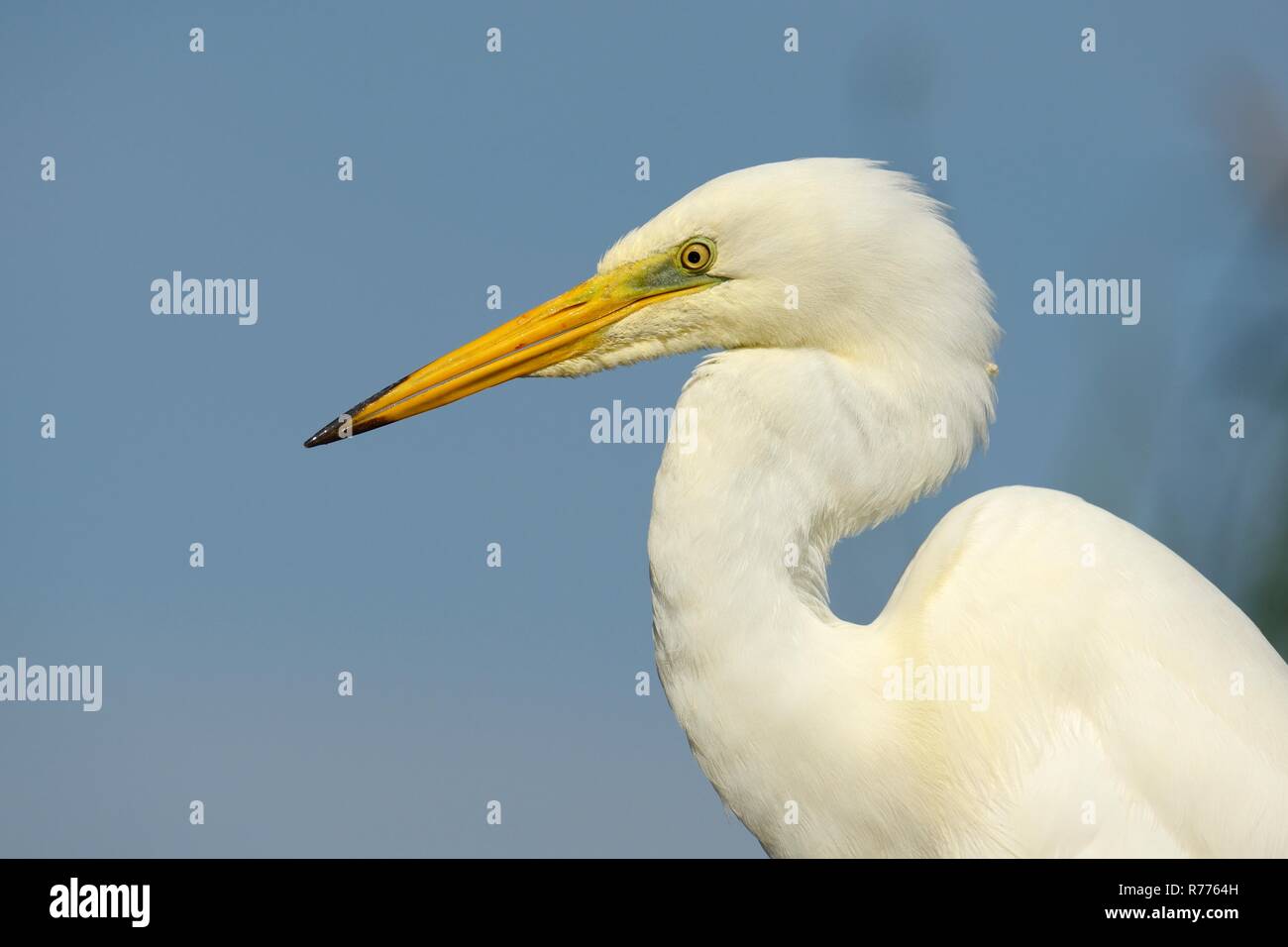 Grande Aigrette (Ardea alba), portrait, Parc National de Kiskunság, le sud-est de la Hongrie, Hongrie Banque D'Images