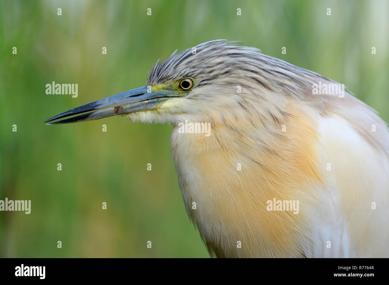 Crabier chevelu (Ardeola ralloides), portrait, Parc National de Kiskunság, le sud-est de la Hongrie, Hongrie Banque D'Images