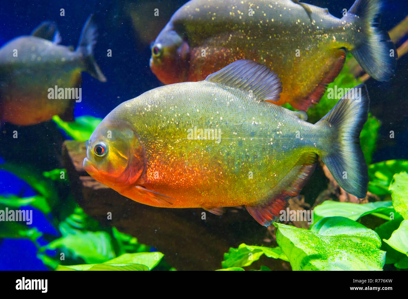 Le Piranha à ventre rouge ou rouge (Piranha Pygocentrus nattereri), Banque D'Images