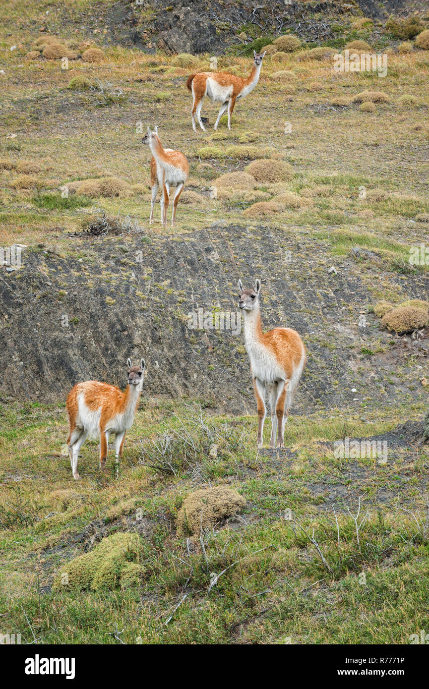 Groupe de guanacos (Lama guanicoe) dans la steppe, Parc National Torres del Paine, Patagonie chilienne, Chili Banque D'Images