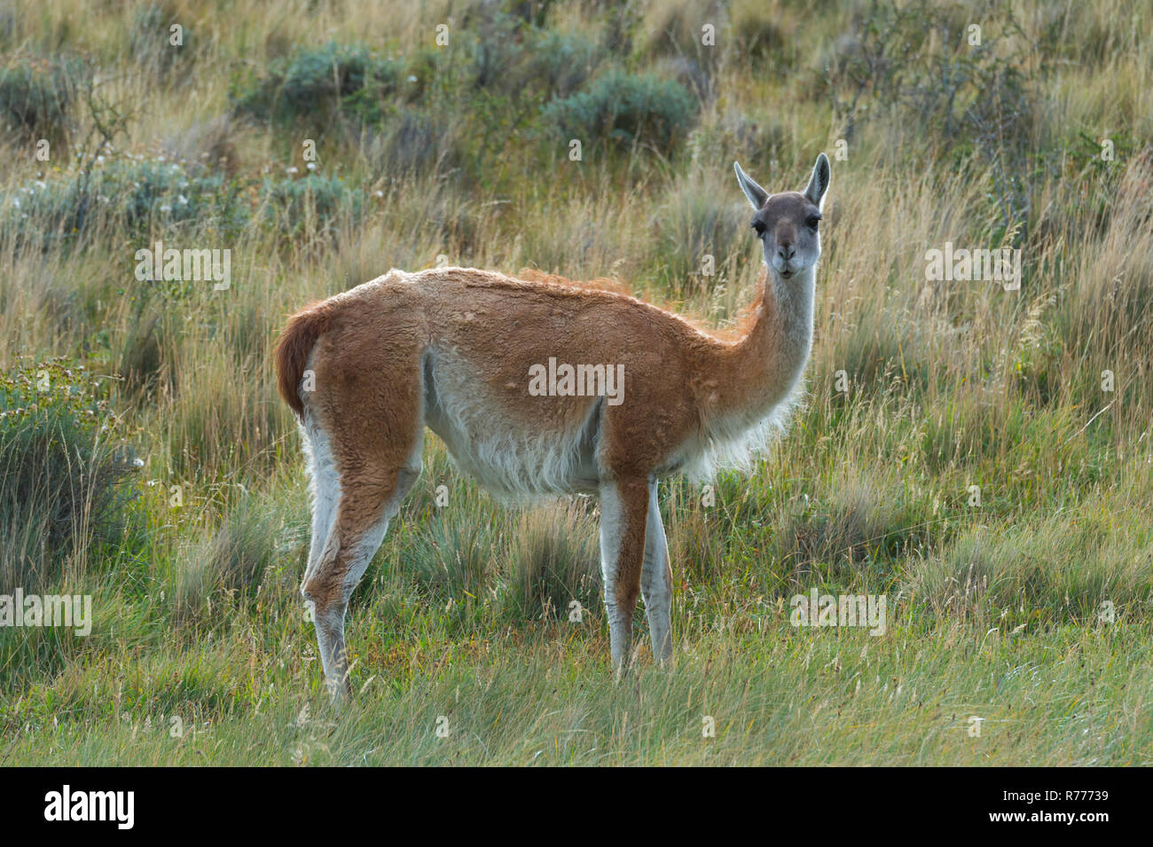 Guanaco (Lama guanicoe), Parc National Torres del Paine, Patagonie chilienne, Chili Banque D'Images