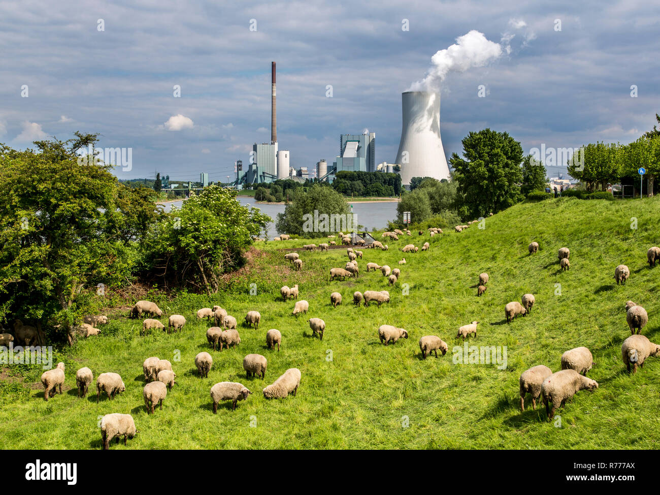 Moutons sur l'alpage en face de la centrale électrique de STEAG Walsum, une centrale à charbon, bloc 10, tour de refroidissement sur le Rhin Banque D'Images