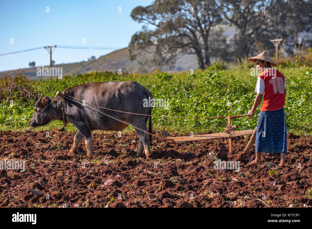 Un agriculteur travail travailler le terrain avec un buffle Banque D'Images