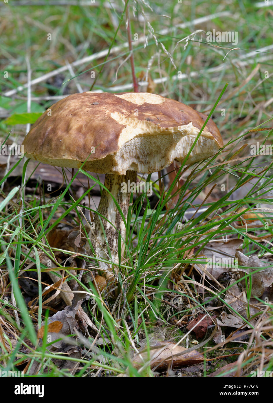 Bouleau brun Le Guide des champignons bolets - bouchon endommagé montrant les tubes de spores Banque D'Images