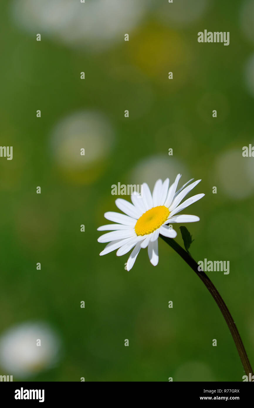 Marguerite - bokeh Banque D'Images
