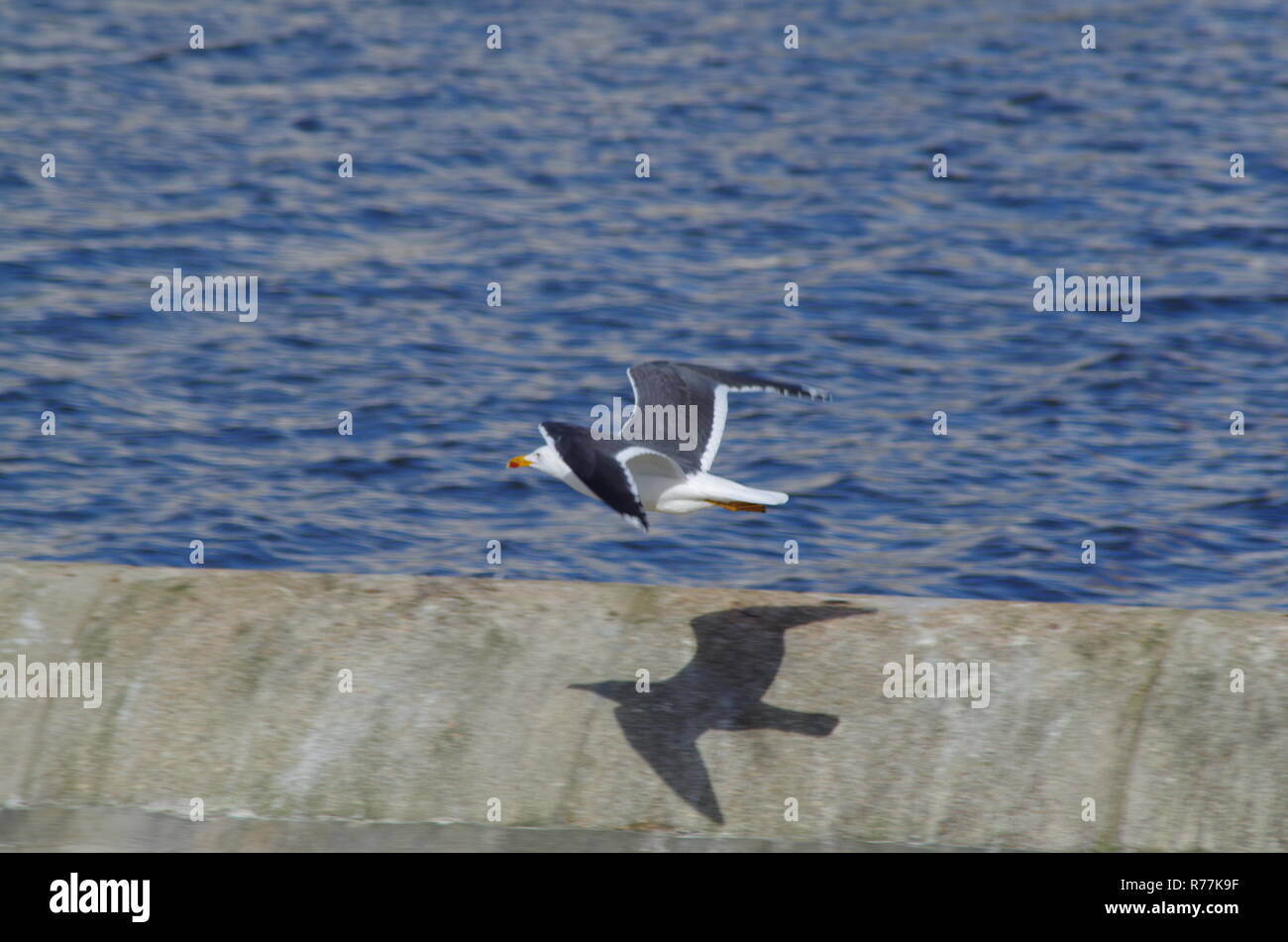 Great Black-Backed Gull (Larus marinus). Quai d'Exeter, Devon, UK. Banque D'Images