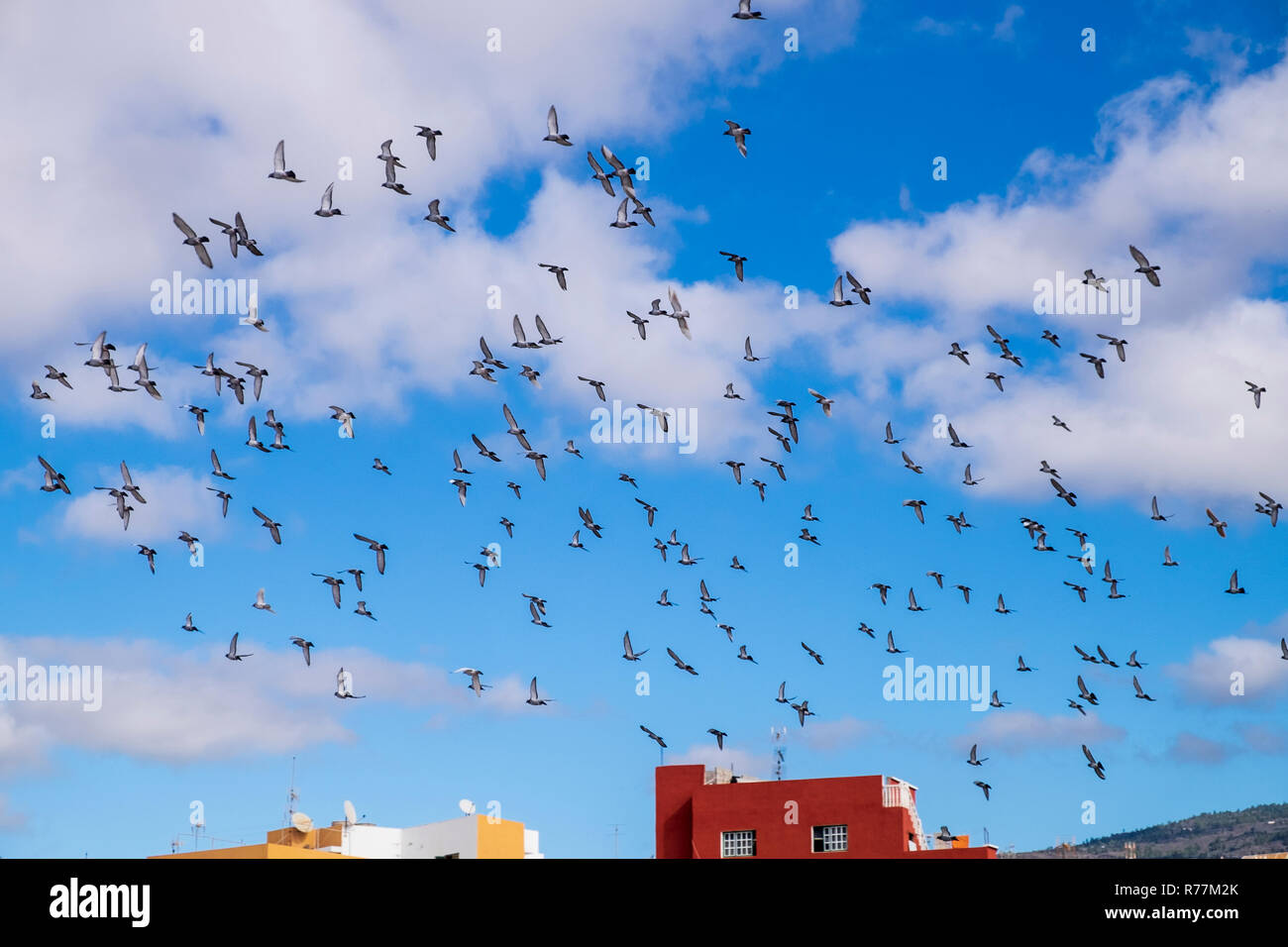 Troupeau de pigeons voyageurs voler dans un mouvement circulaire dans le ciel au-dessus d'Alcala, Tenerife, Canaries, Espagne Banque D'Images