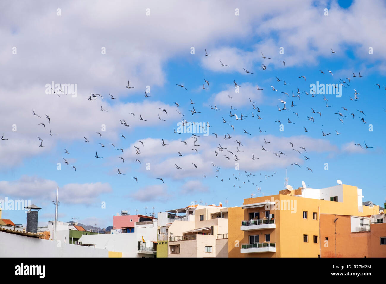 Troupeau de pigeons voyageurs voler dans un mouvement circulaire dans le ciel au-dessus d'Alcala, Tenerife, Canaries, Espagne Banque D'Images