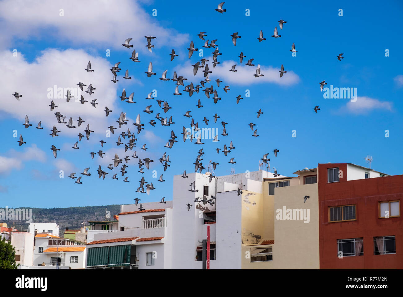 Troupeau de pigeons voyageurs voler dans un mouvement circulaire dans le ciel au-dessus d'Alcala, Tenerife, Canaries, Espagne Banque D'Images