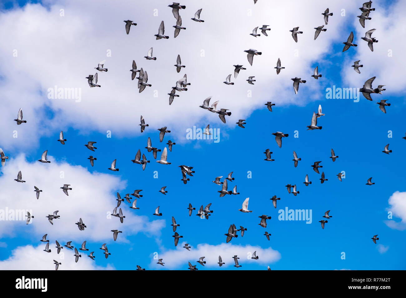 Troupeau de pigeons voyageurs voler dans un mouvement circulaire dans le ciel au-dessus d'Alcala, Tenerife, Canaries, Espagne Banque D'Images
