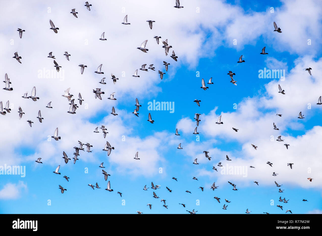 Troupeau de pigeons voyageurs voler dans un mouvement circulaire dans le ciel au-dessus d'Alcala, Tenerife, Canaries, Espagne Banque D'Images
