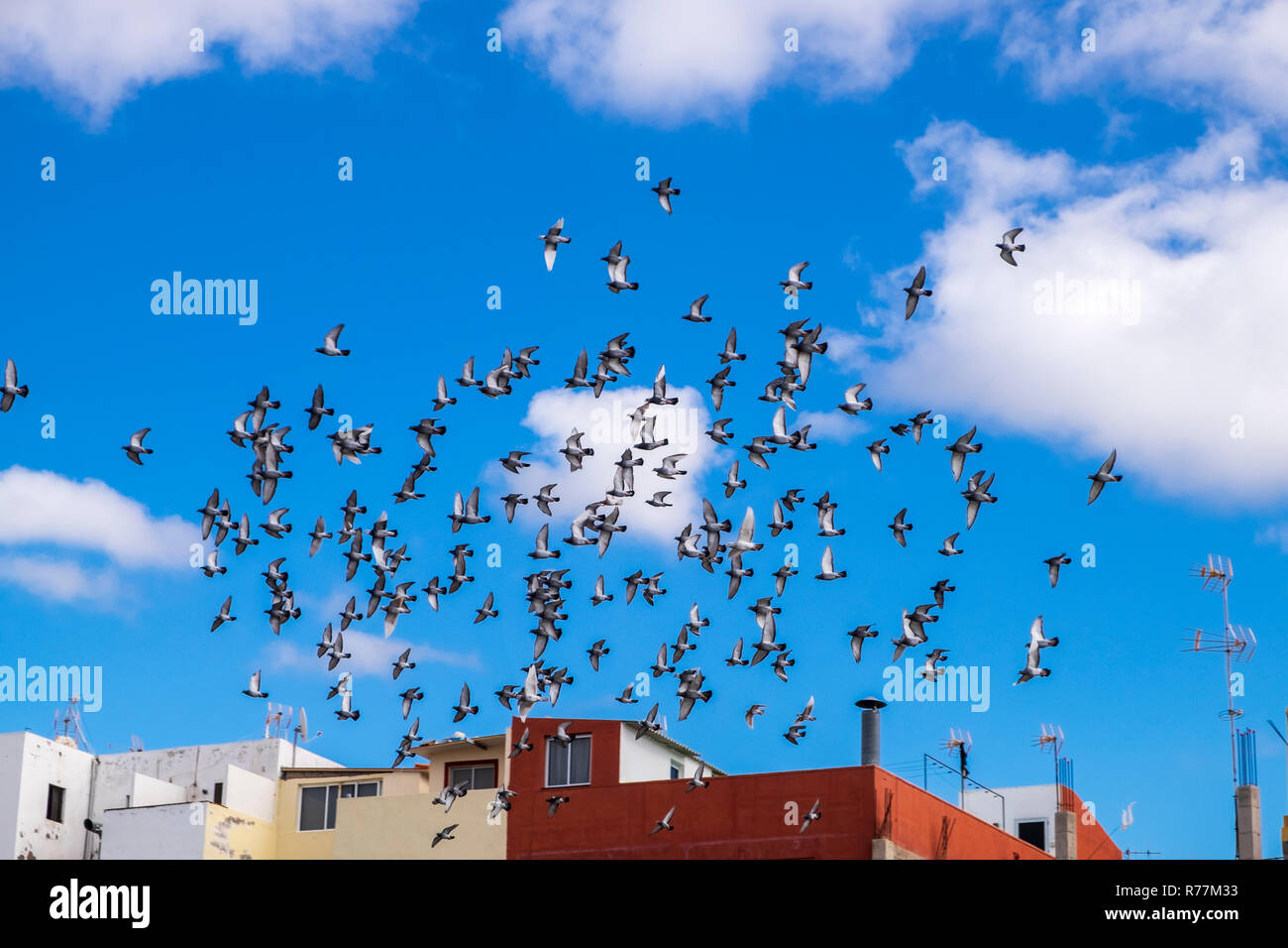 Troupeau de pigeons voyageurs voler dans un mouvement circulaire dans le ciel au-dessus d'Alcala, Tenerife, Canaries, Espagne Banque D'Images