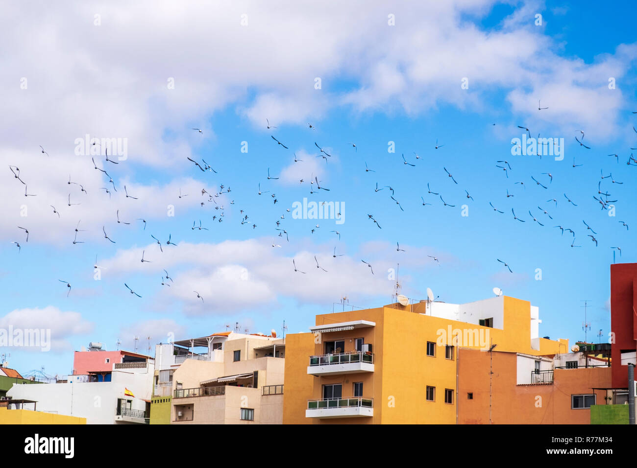 Troupeau de pigeons voyageurs voler dans un mouvement circulaire dans le ciel au-dessus d'Alcala, Tenerife, Canaries, Espagne Banque D'Images