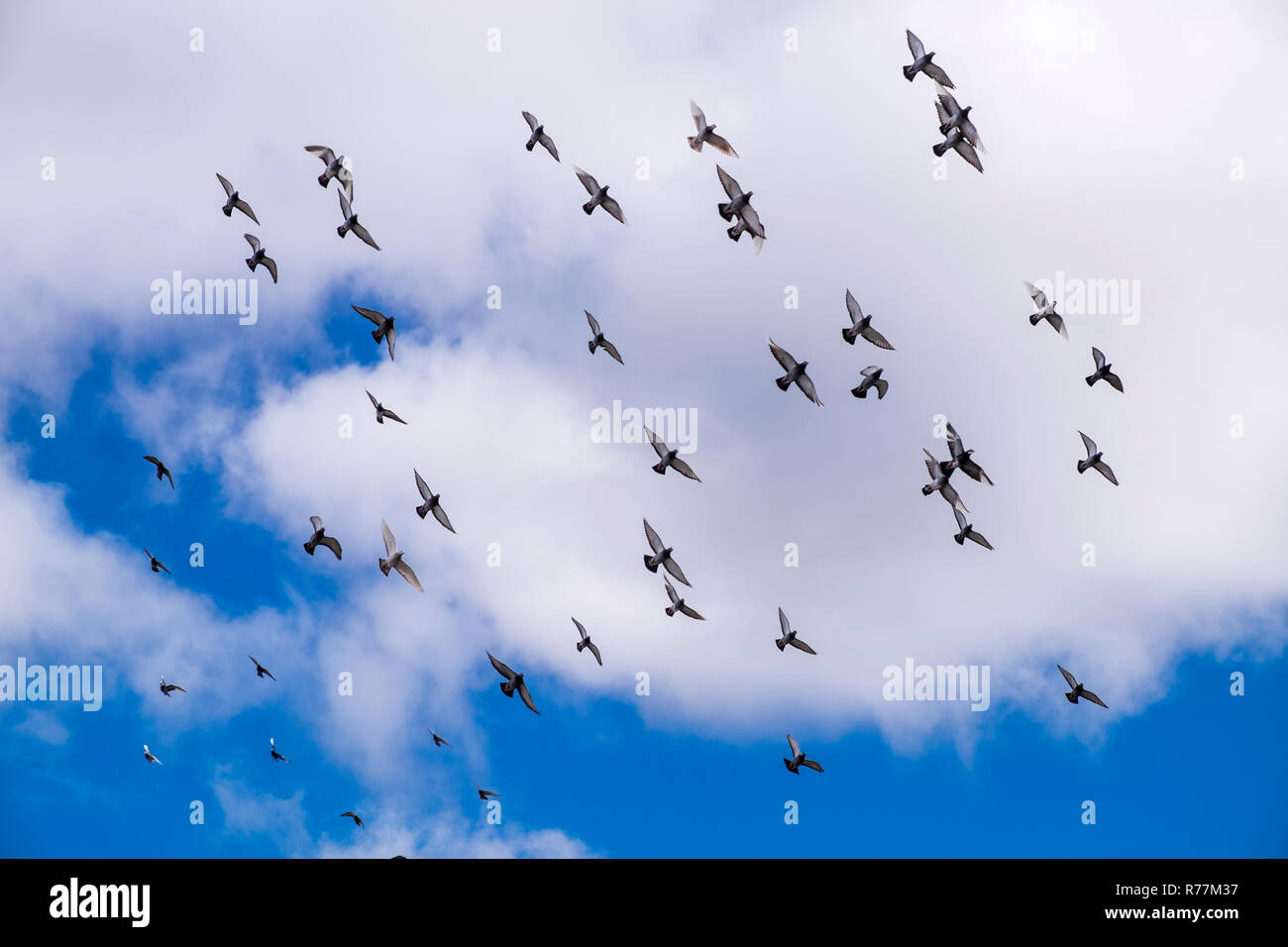 Troupeau de pigeons voyageurs voler dans un mouvement circulaire dans le ciel au-dessus d'Alcala, Tenerife, Canaries, Espagne Banque D'Images