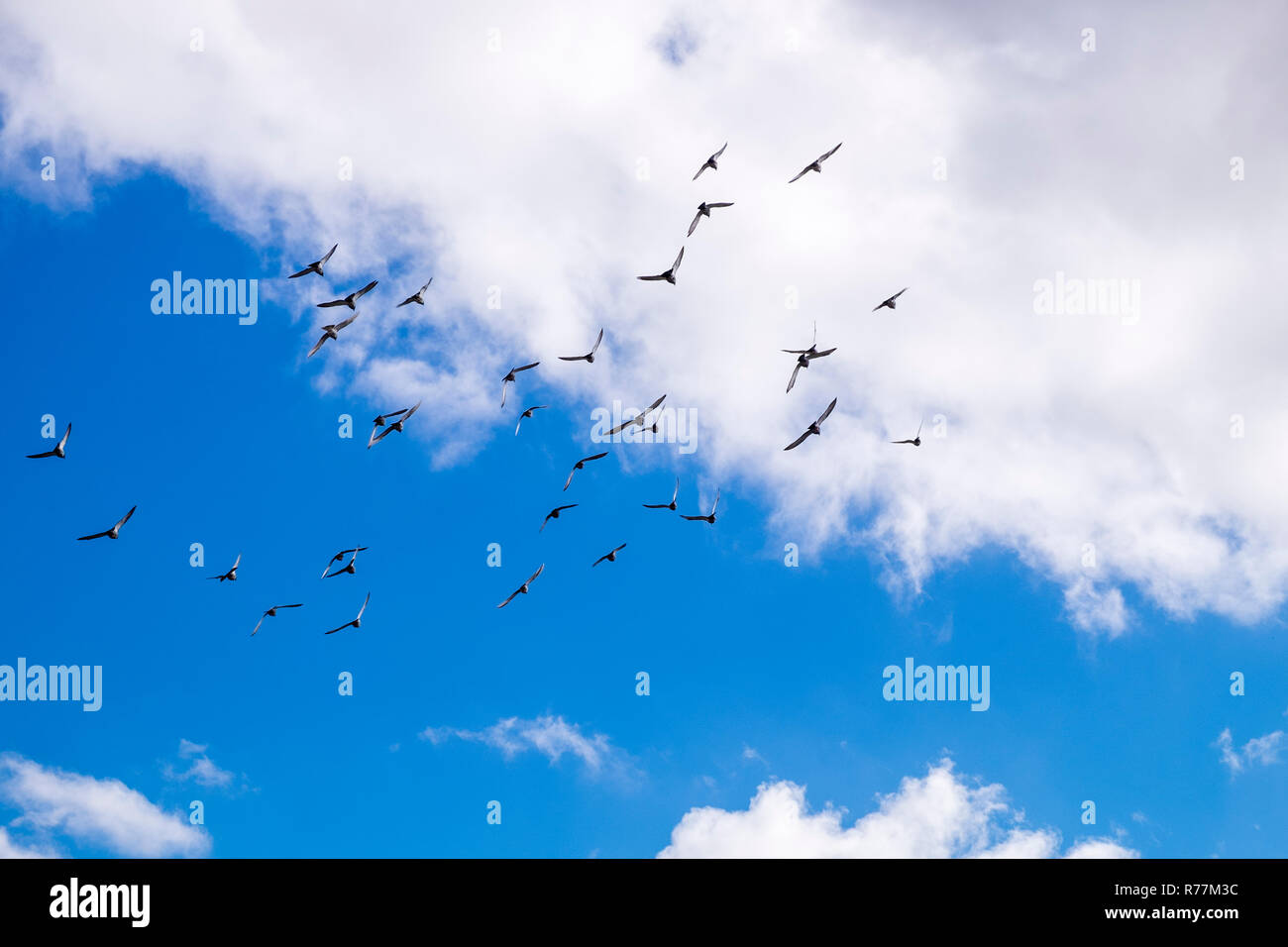 Troupeau de pigeons voyageurs voler dans un mouvement circulaire dans le ciel au-dessus d'Alcala, Tenerife, Canaries, Espagne Banque D'Images