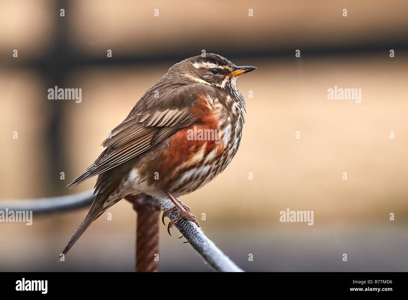 Redwing sitiin sur un fil Banque D'Images