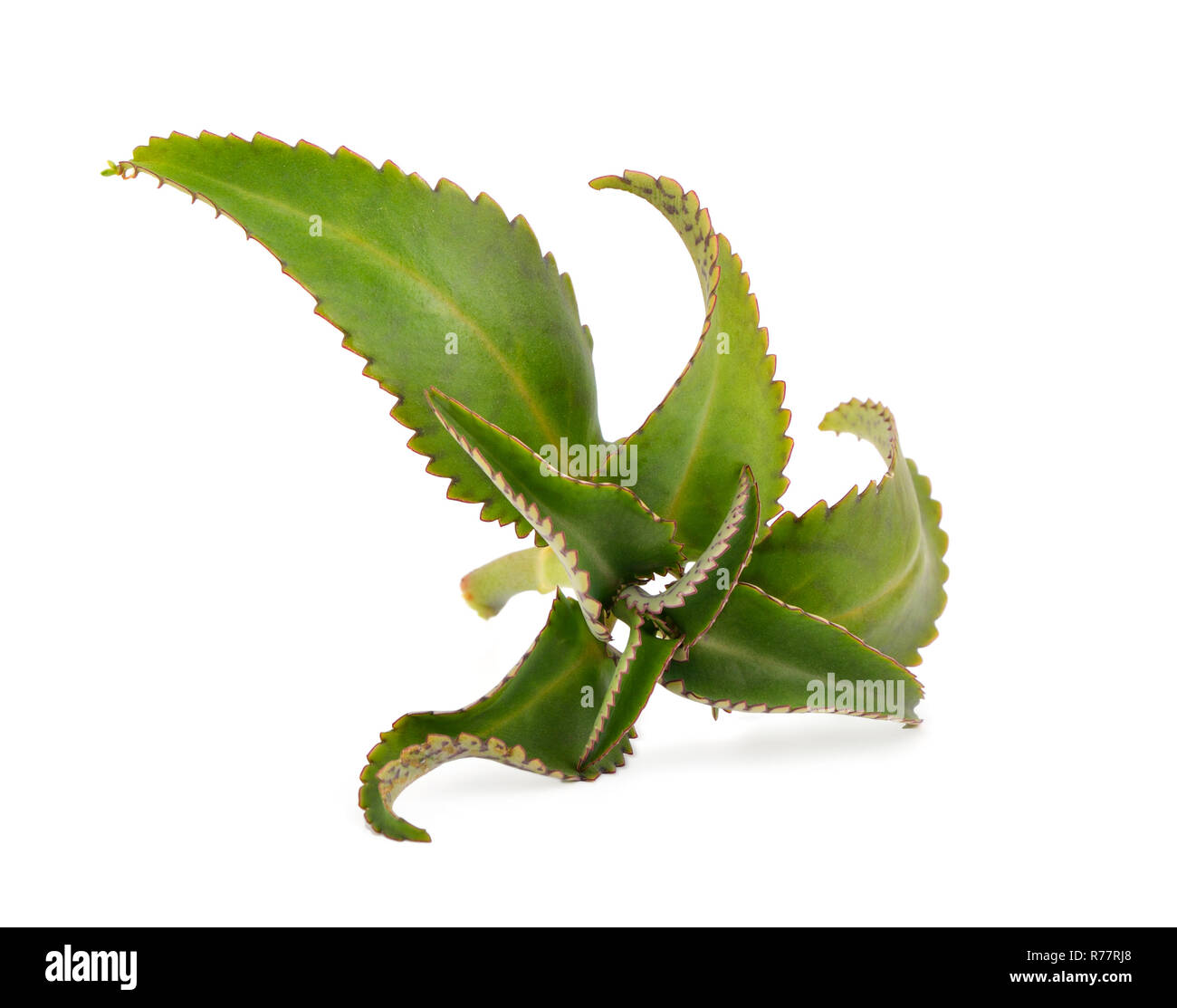 Bryophyllum Daigremontianum, également appelée Mère de milliers, Alligator, usine ou Mexican Hat Plant (Kalanchoe daigremontiana) Banque D'Images