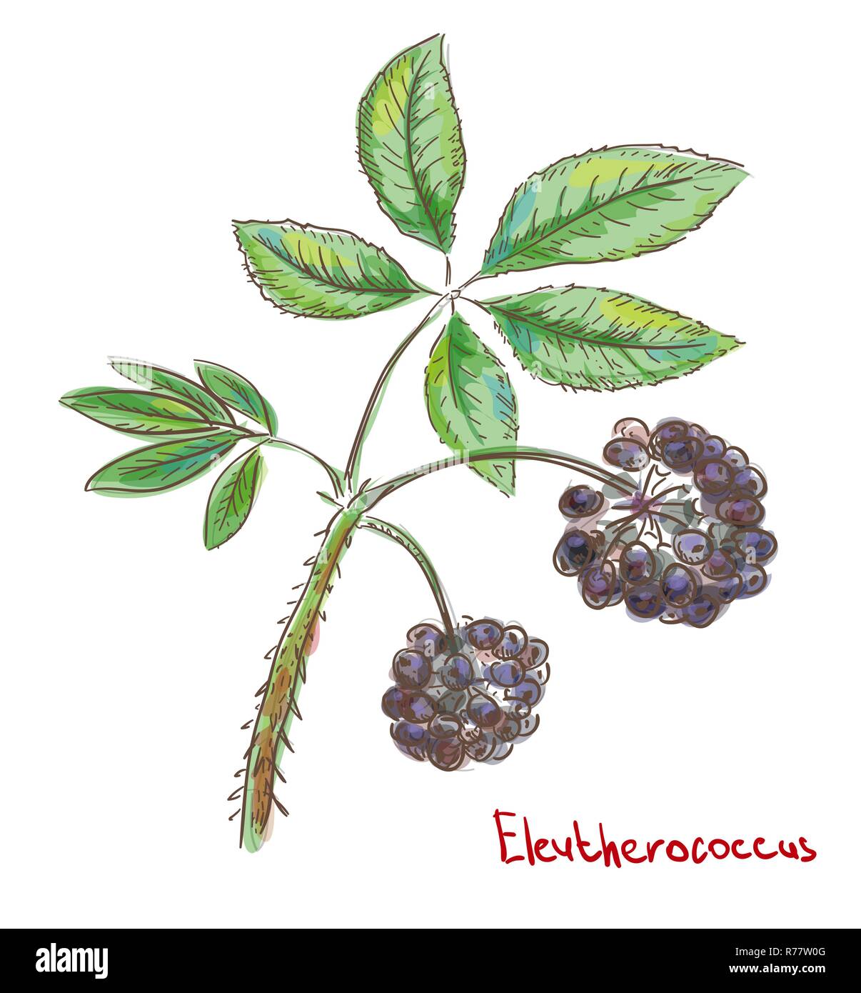 Eleutherococcus, ginseng de Sibérie ou le ginseng. Vector illustrat Illustration de Vecteur