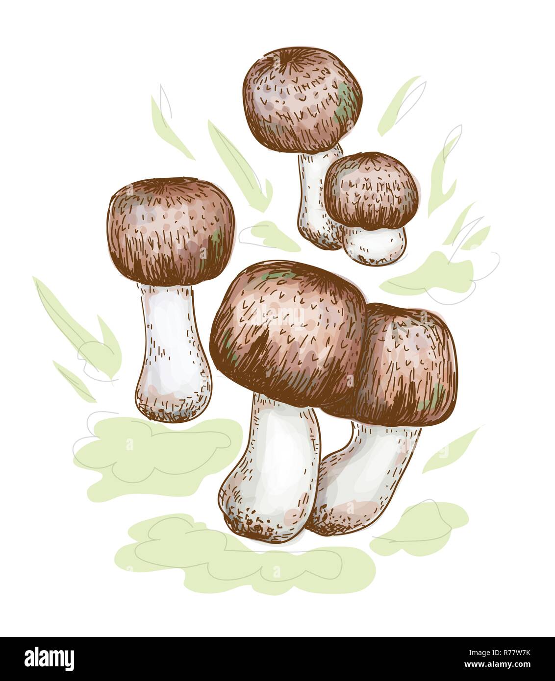 Agaricus blazei murill. Vector illustration Illustration de Vecteur