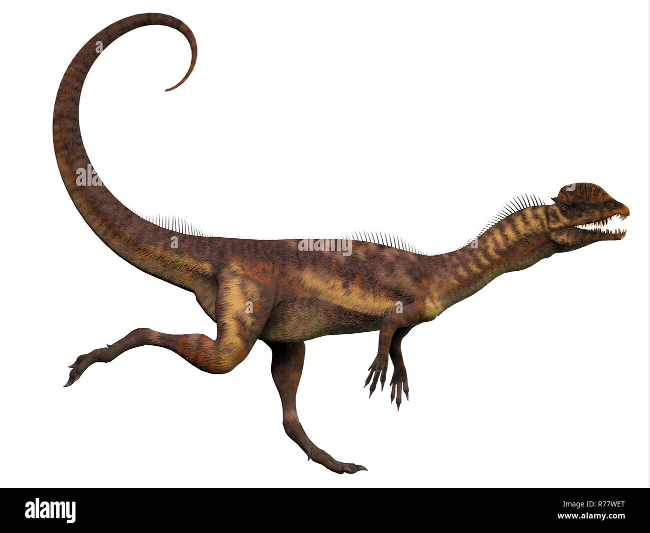 Dilophosaurus Profile Banque D'Images