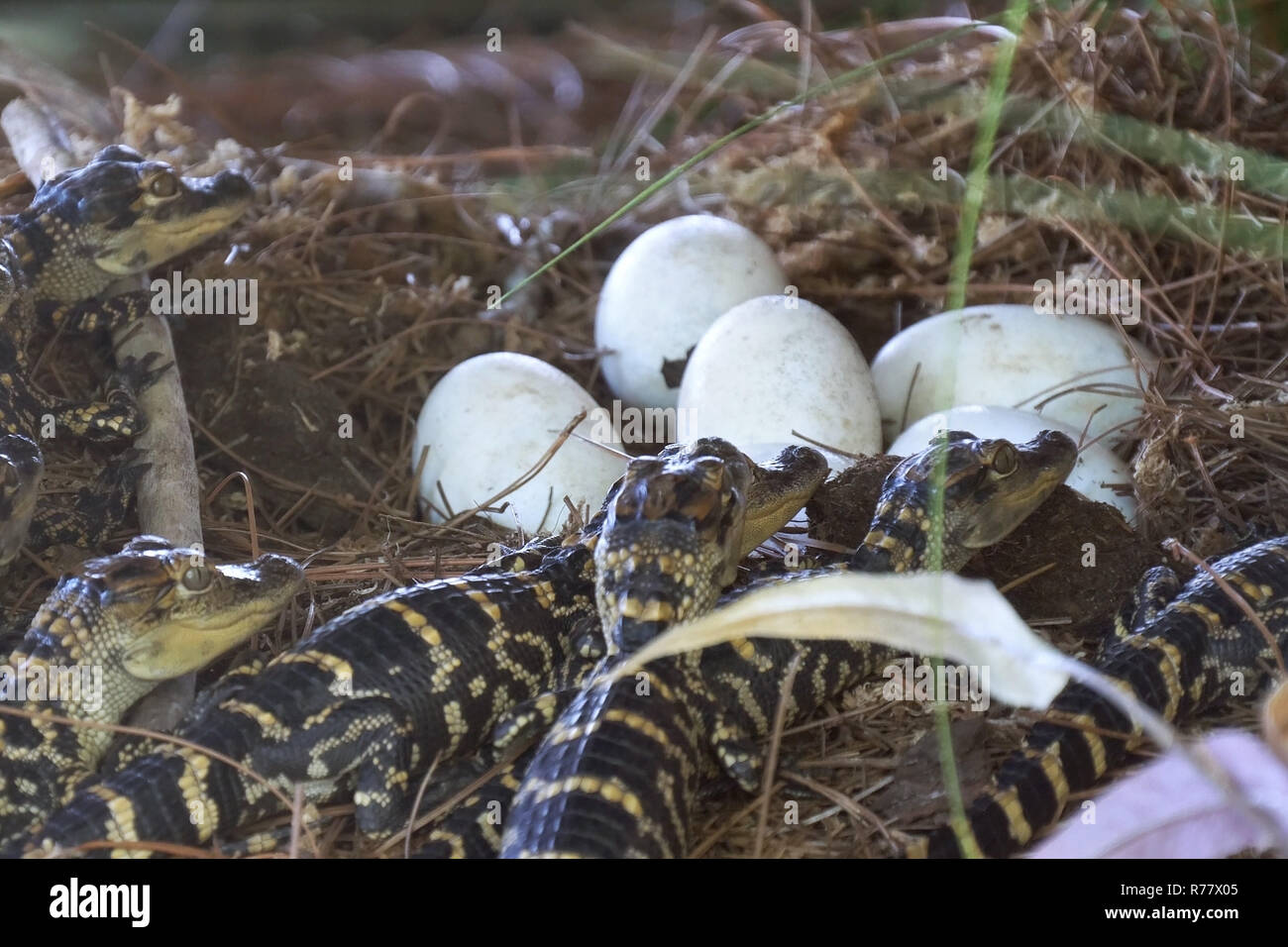 Nouveau-né près de l'alligator la ponte dans le nid. Banque D'Images