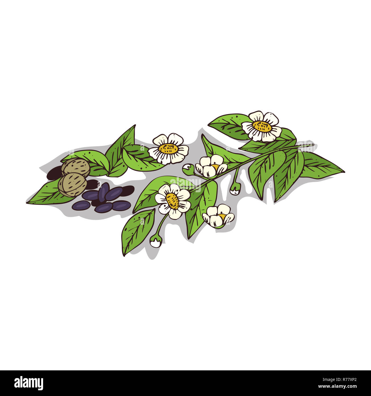 Camellia clipart isolé Banque D'Images