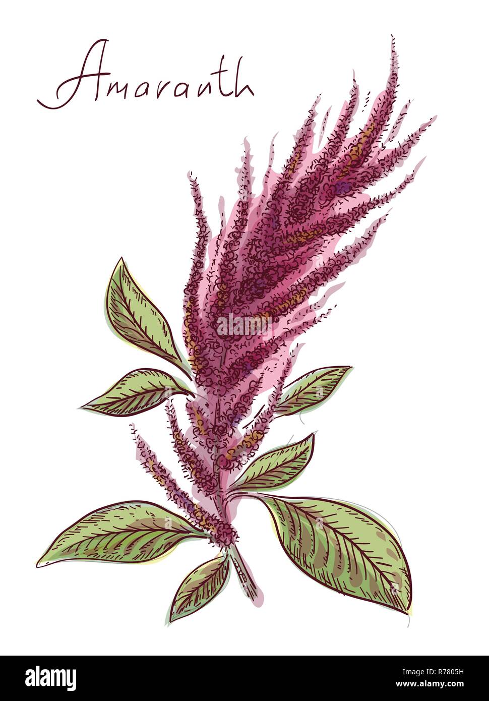 Amaranthus ou l'amarante. Vector illustration. Illustration de Vecteur