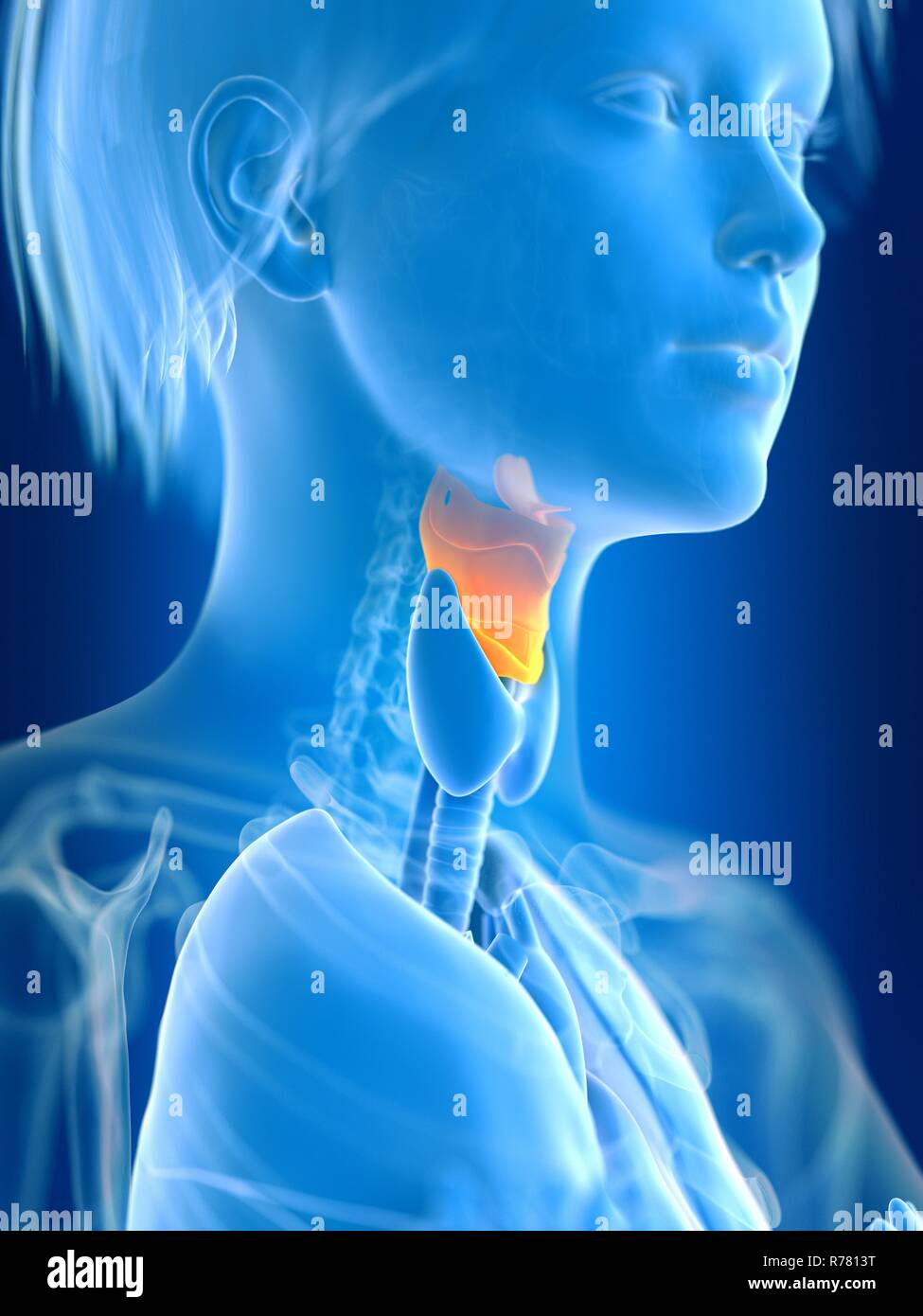Rendu 3d illustration du larynx féminin. Banque D'Images