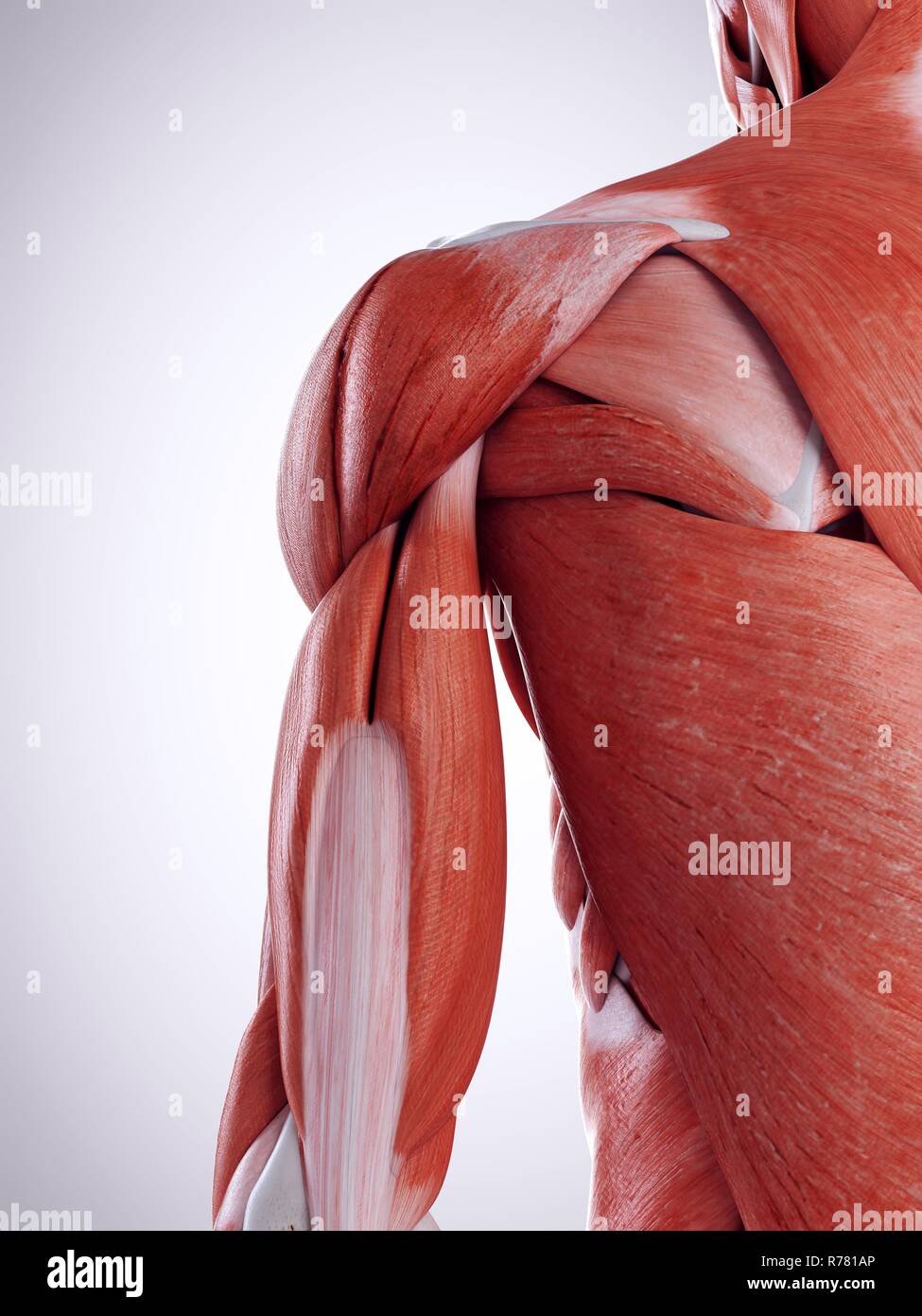 Illustration de rendu 3D les muscles des épaules. Banque D'Images
