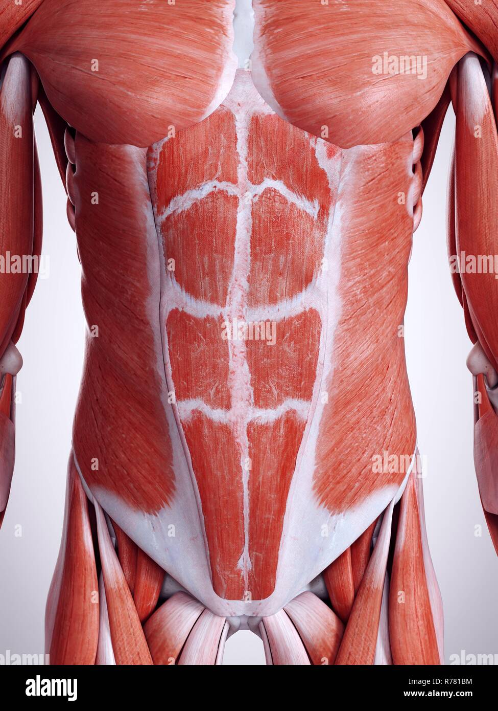 3d Abdomen Abdominal Anatomical Banque De Photographies Et D images 3d-abdomen-abdominal-anatomical-banque-de-photographies-et-d-images