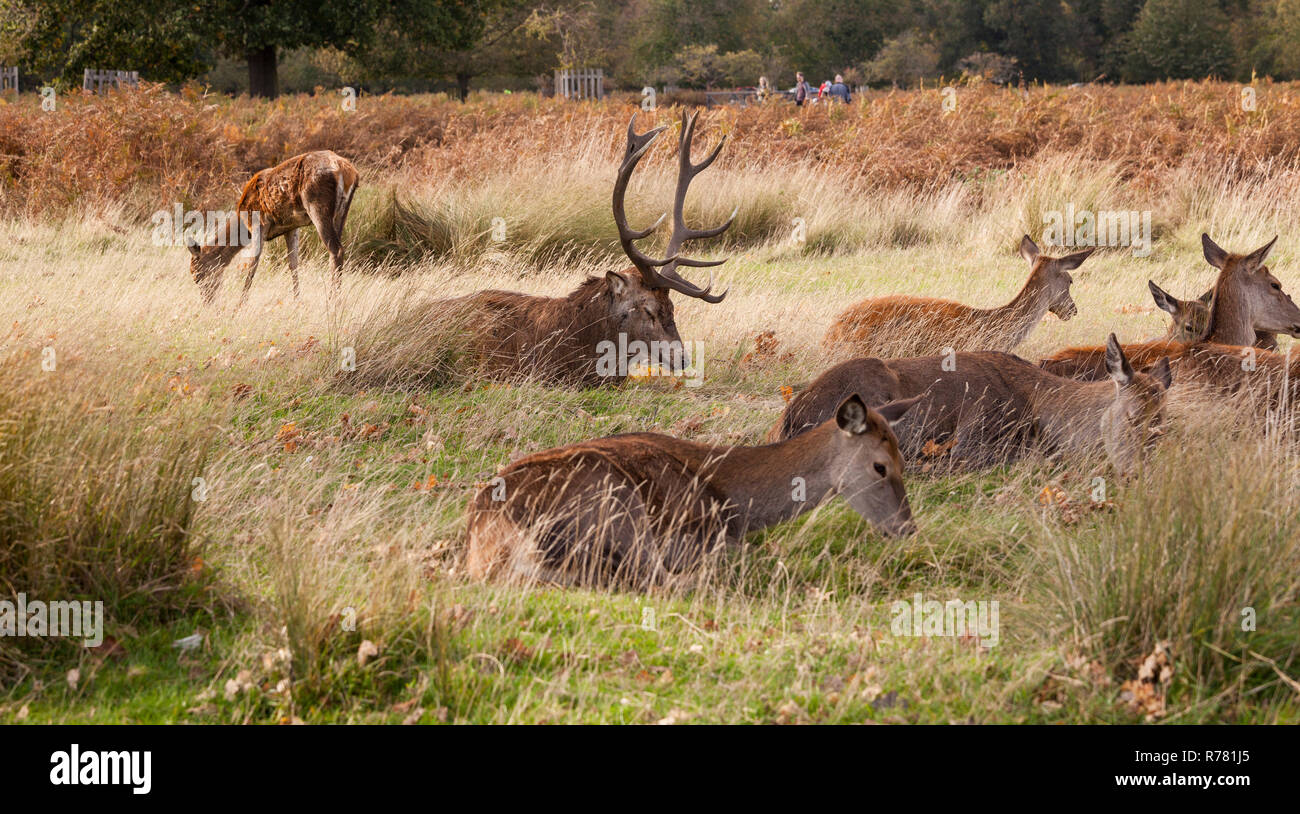 Un chevreuil cerf rouge donne sur les hinds à Bushy Park,Londres,Angleterre,UK avec les gens en arrière-plan Banque D'Images