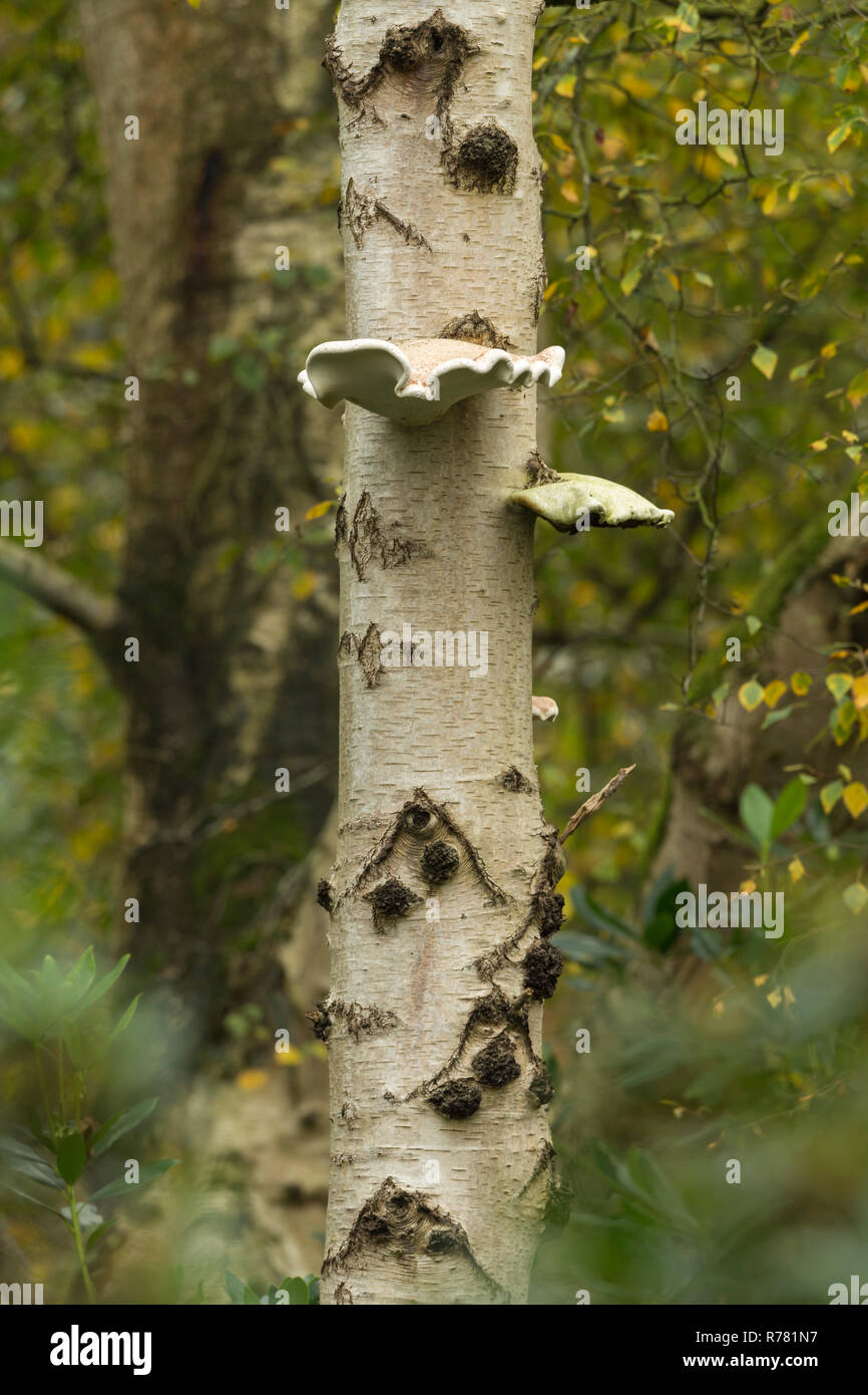 Polypore du bouleau Fomitopsis betulina, champignon sur le bouleau verruqueux (Betula pendula, Cholmondeley Estate, Cheshire, Royaume-Uni, octobre Banque D'Images