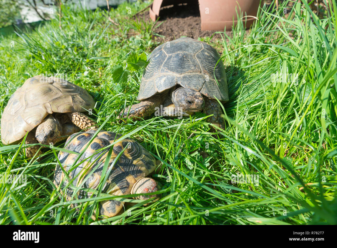 Marginated tortoise (Testudo marginata sarda), dans le centre Banque D'Images Marginated tortoise (Testudo marginata sarda), dans le centre Banque D'Images