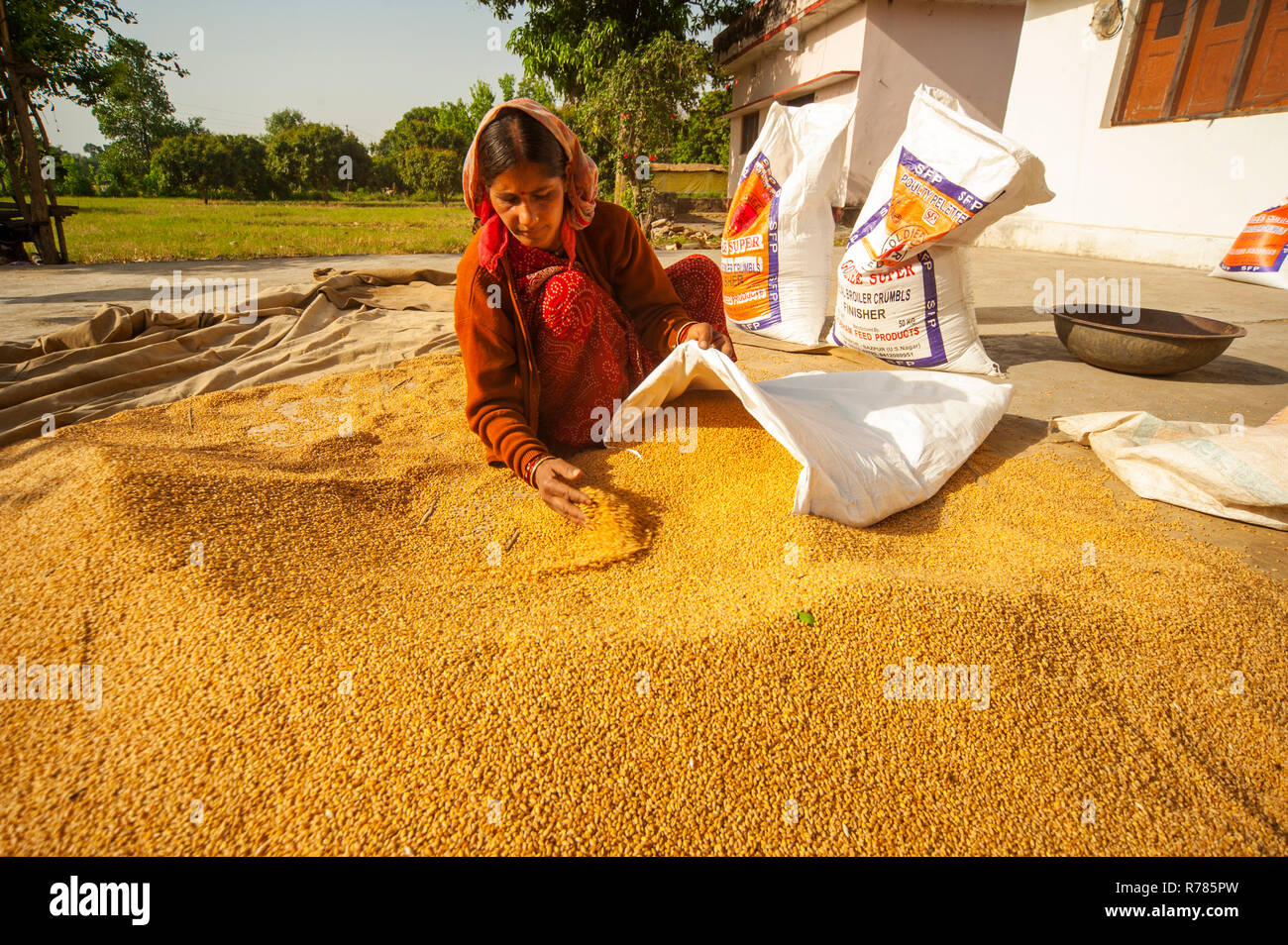 Femme indienne de remplir un sac de grains de blé, Chotti, Nainital Uttarakhand, Inde, Kaladhungi Banque D'Images