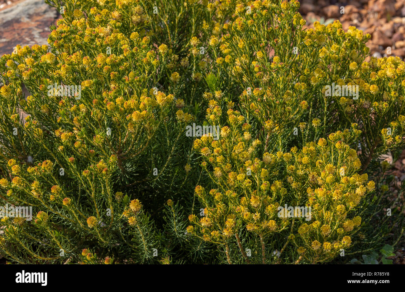 Feuille d'aiguille conebush Leucadendron, teretifolium westernCape en fleur ;, Afrique du Sud. Banque D'Images
