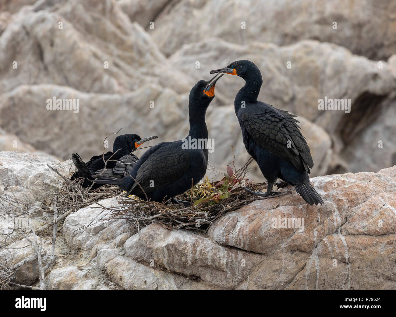 Colonie de Cape Cormorant, Phalacrocorax capensis, à Stony Point, Betty's Bay, Le Cap, Afrique du Sud. Banque D'Images