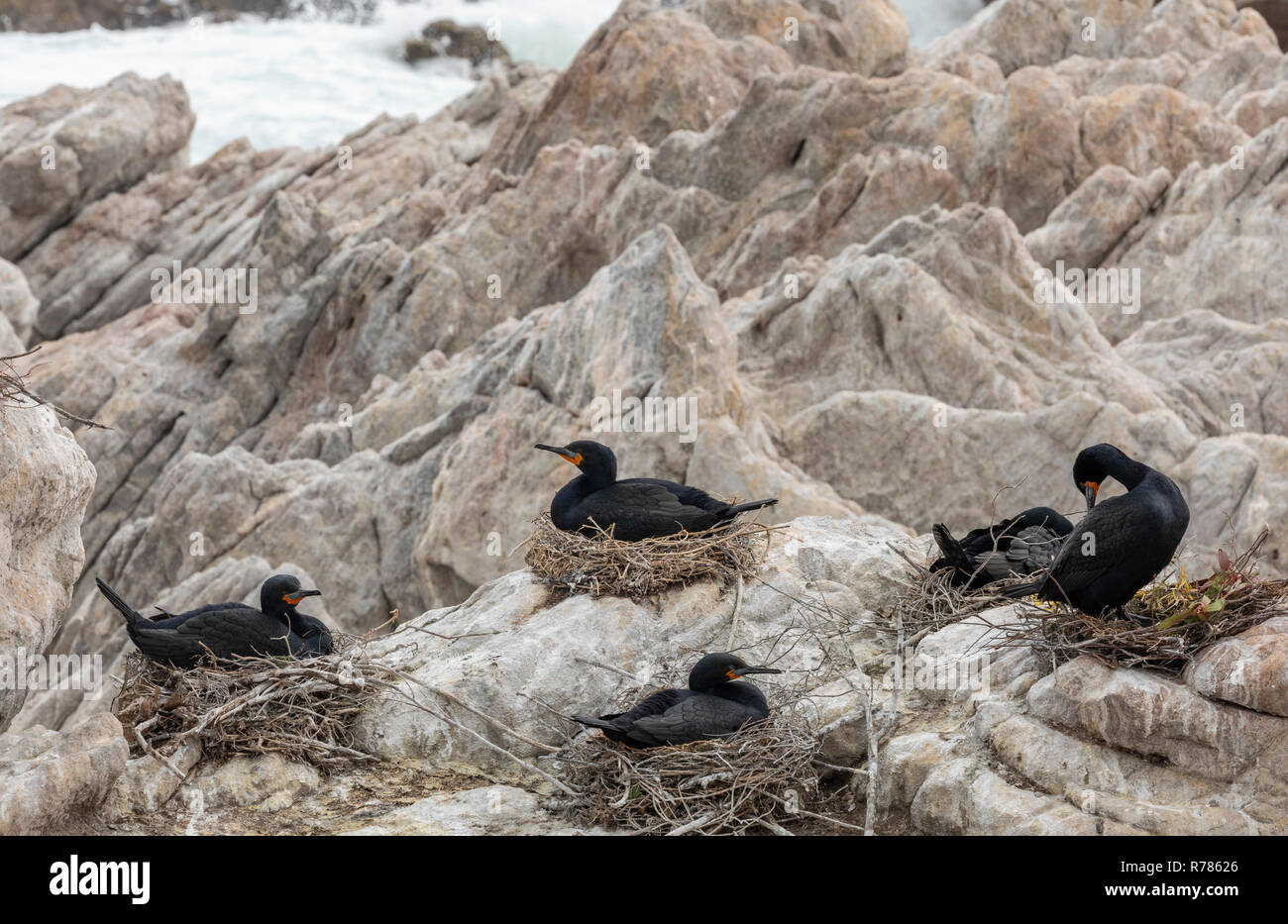Colonie de Cape Cormorant, Phalacrocorax capensis, à Stony Point, Betty's Bay, Le Cap, Afrique du Sud. Banque D'Images