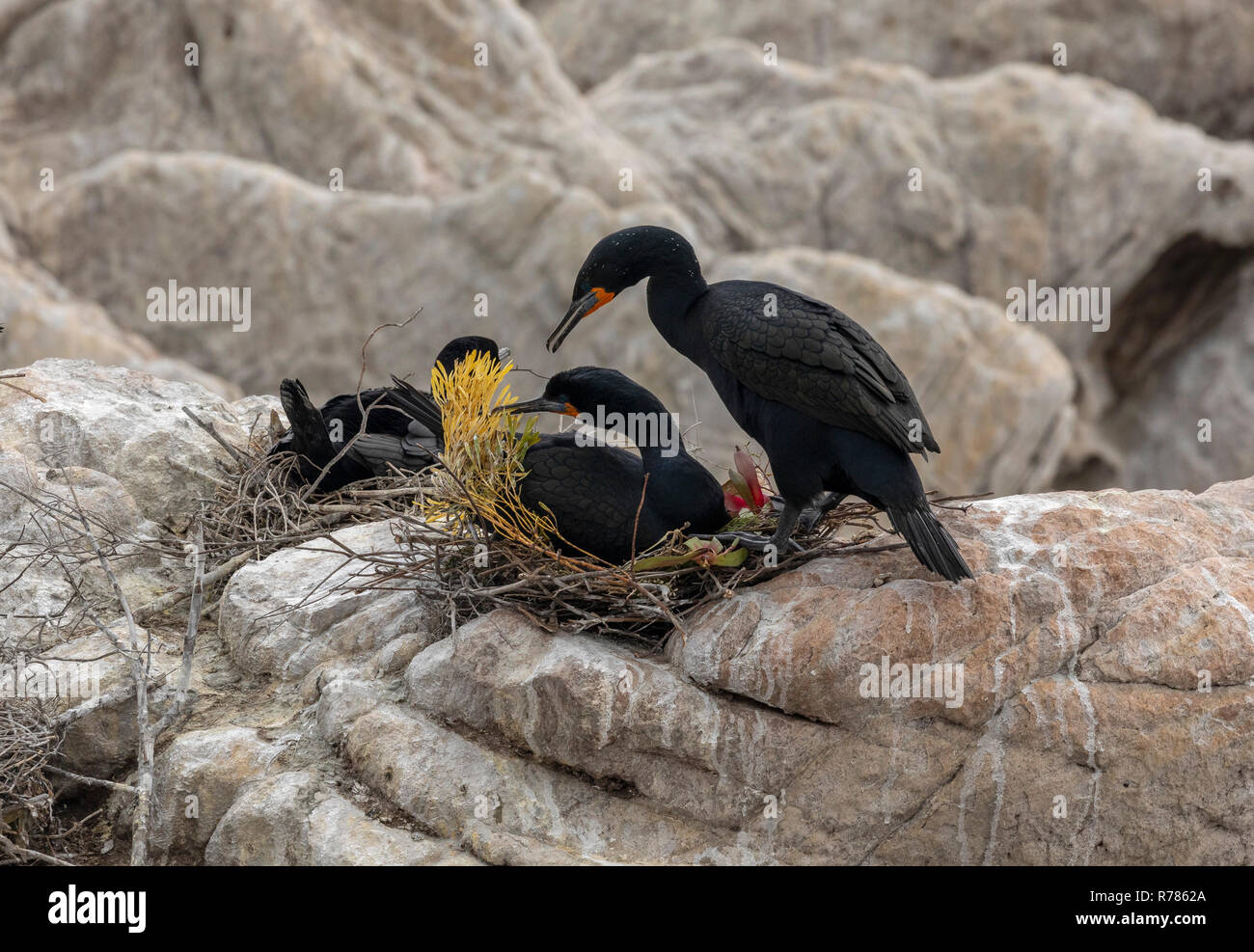 Paire de reproduction, Cape Cormorant Phalacrocorax capensis, à Stony Point, Betty's Bay, Le Cap, Afrique du Sud. Banque D'Images