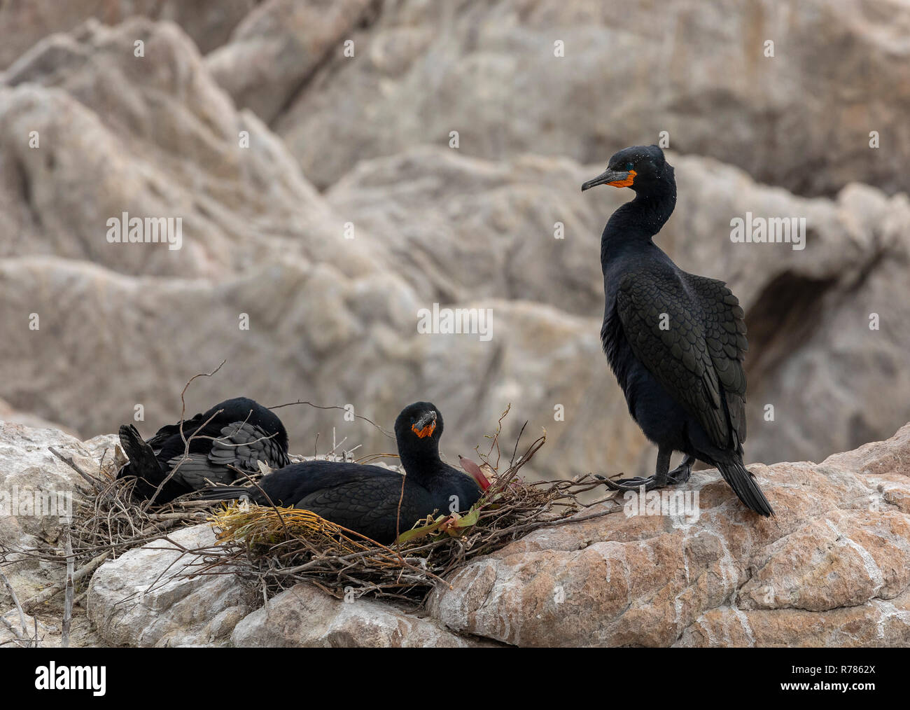 Paire de reproduction, Cape Cormorant Phalacrocorax capensis, à Stony Point, Betty's Bay, Le Cap, Afrique du Sud. Banque D'Images