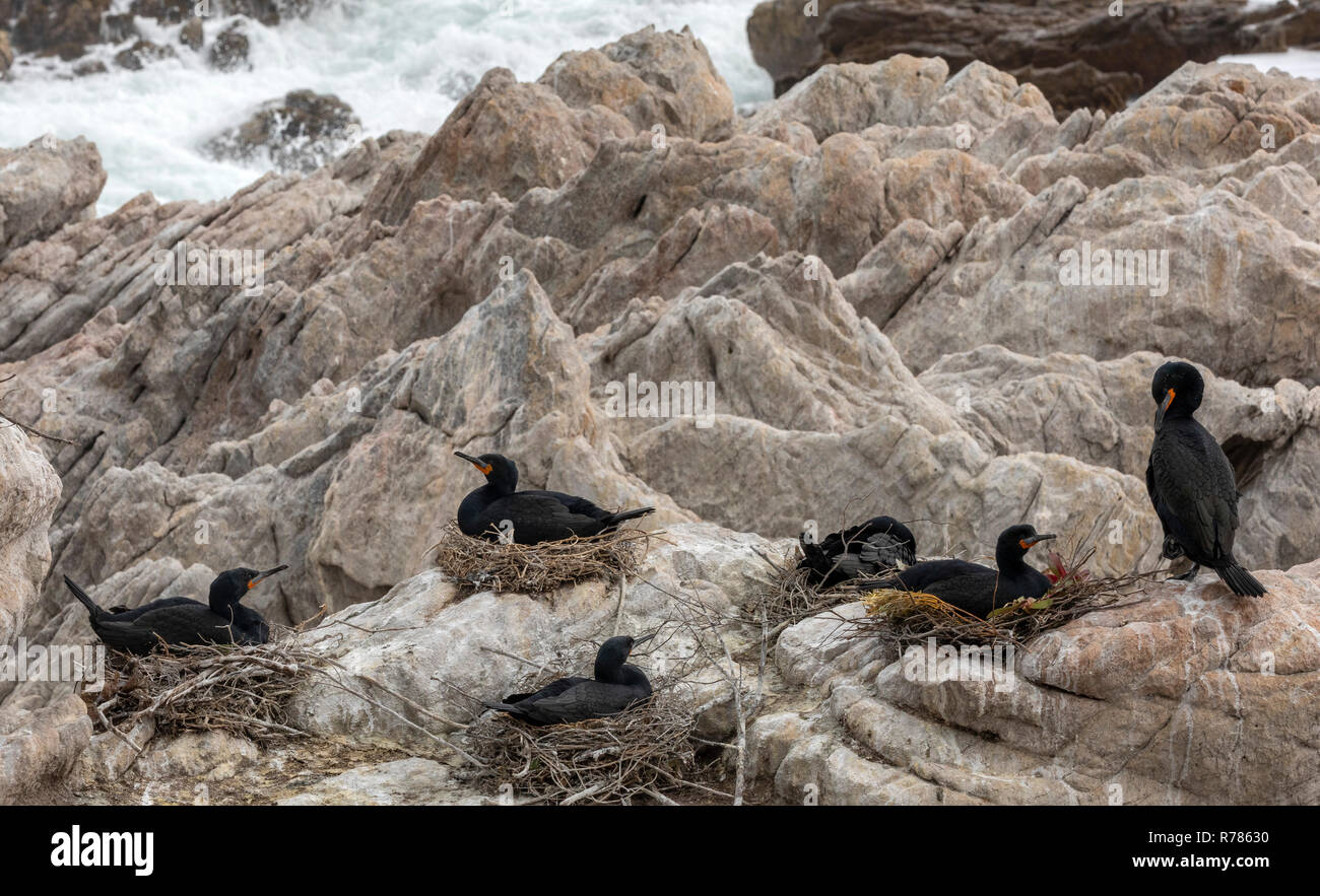 Colonie de Cape Cormorant, Phalacrocorax capensis, à Stony Point, Betty's Bay, Le Cap, Afrique du Sud. Banque D'Images